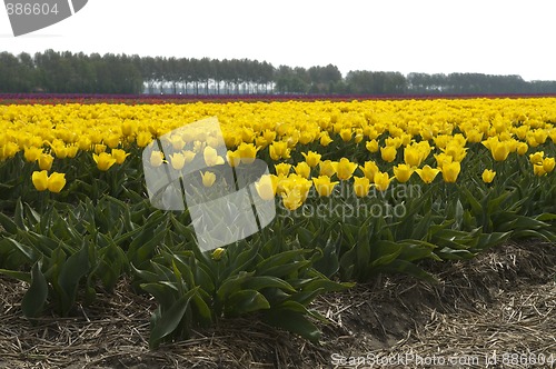 Image of Yellow Tulips
