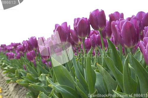 Image of Purple Tulips