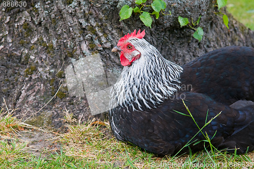 Image of Resting Rooster