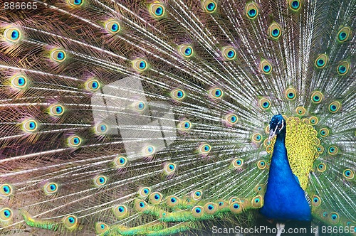 Image of Beautiful Blue Peacock