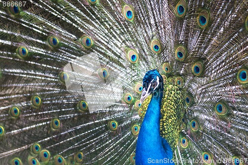 Image of Beautiful Blue Peacock