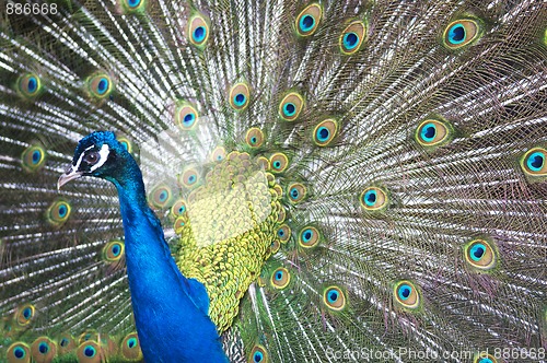 Image of Beautiful Blue Peacock