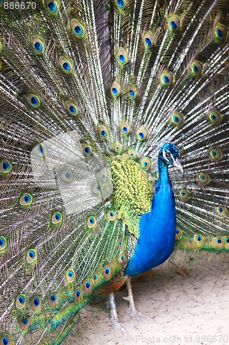 Image of Beautiful Blue Peacock