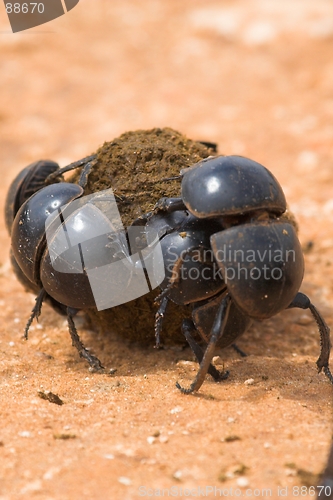 Image of Dungbeetle Fight
