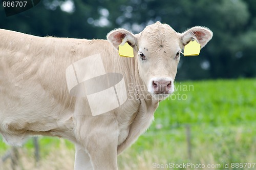 Image of White Baby Cow