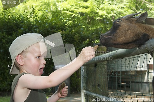 Image of Feeding A Goat