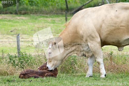 Image of Just Born Cow