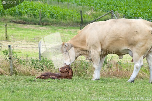 Image of Just Born