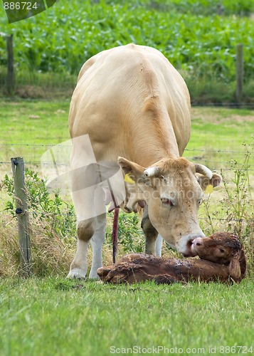 Image of Just Born Cow