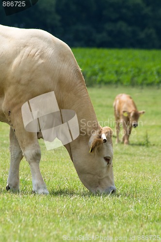 Image of Grazing Cow