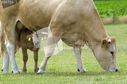 Image of Grazing Cow with Baby