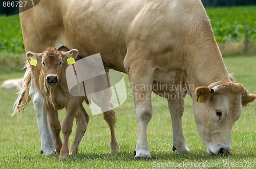 Image of Grazing Cow with Baby