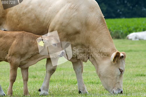 Image of Baby Cow with Mother