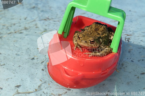 Image of Frog In A Boat