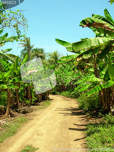 Image of dirt road through banana plantation Big Corn Island Nicaragua