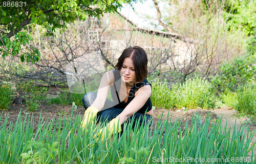 Image of gardening