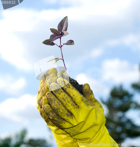 Image of plant in a hand