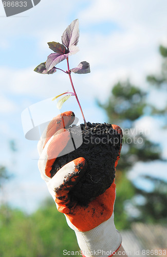 Image of plant in a hand