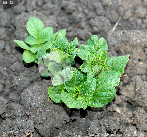 Image of potato