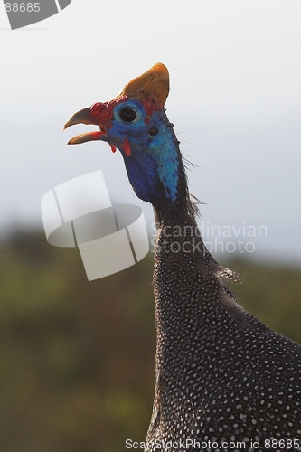 Image of Guinea Fowl