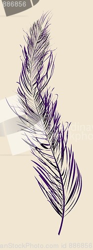 Image of Purple feather