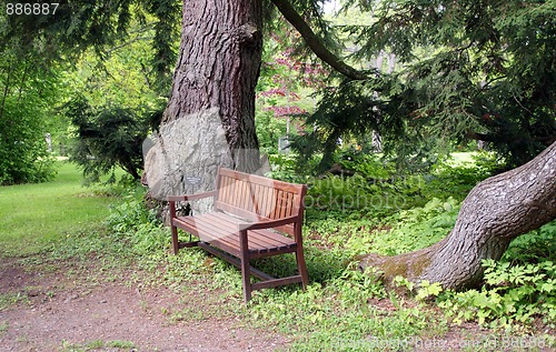 Image of Wooden Bench Under Spruce Trees