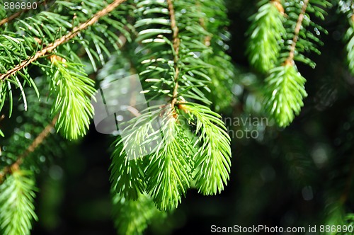 Image of Fresh fir twig