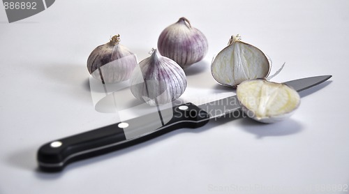 Image of Elephant Garlic on white