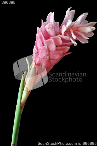 Image of Pink ginger flower