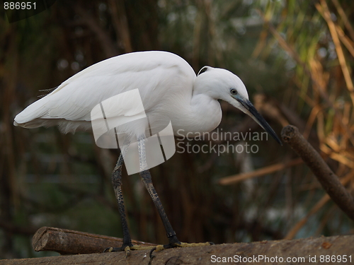 Image of Egret