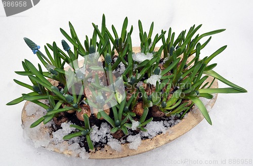 Image of Grape Hyacinth in snow