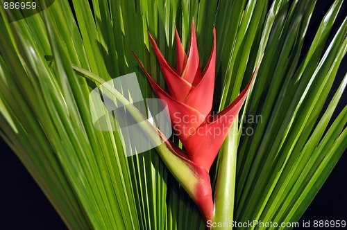 Image of Heliconia Caribea