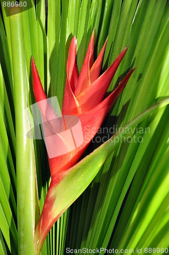 Image of Heliconia Caribea