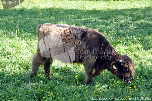 Image of Highland cow 1