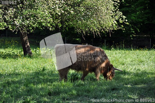 Image of Highland cow 2