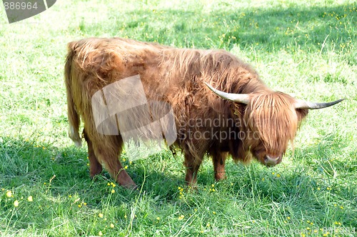 Image of Highland cow 3