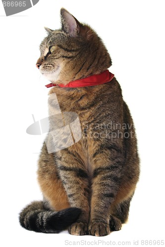 Image of Cat portrait
