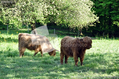 Image of Highland cows 1