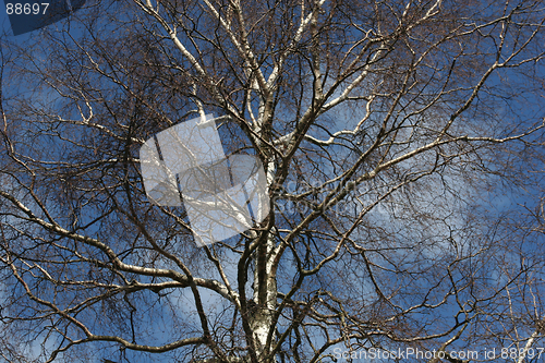 Image of Birch