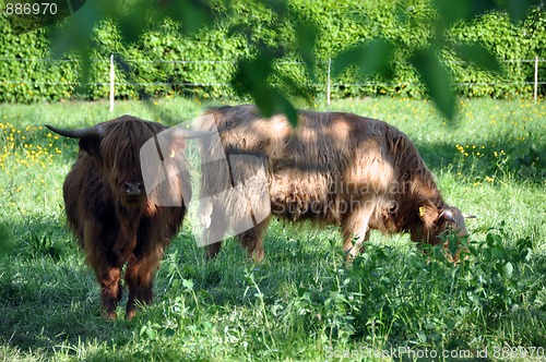 Image of Highland cows 2