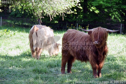 Image of Highland cows 3