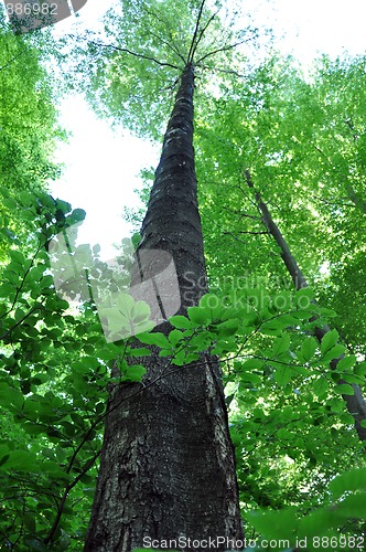 Image of Large beech trees