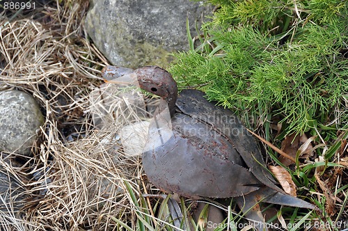 Image of Metal duck in garden