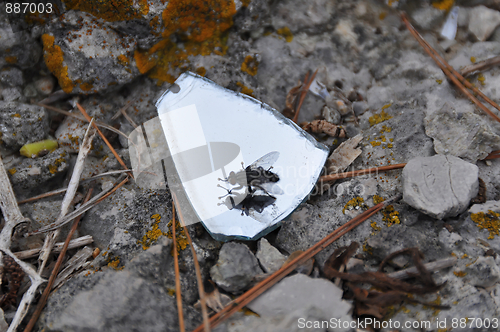 Image of Fly in a mirror