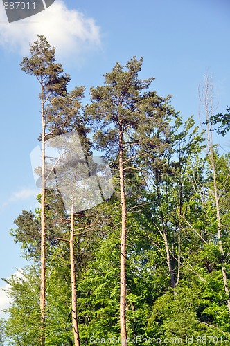 Image of Large pine trees