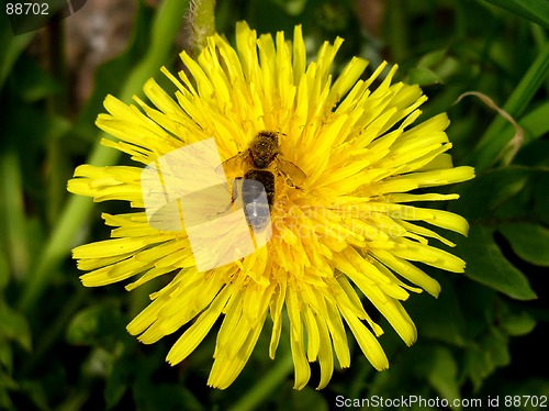 Image of Dandelion