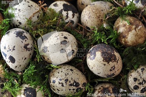 Image of Quail eggs