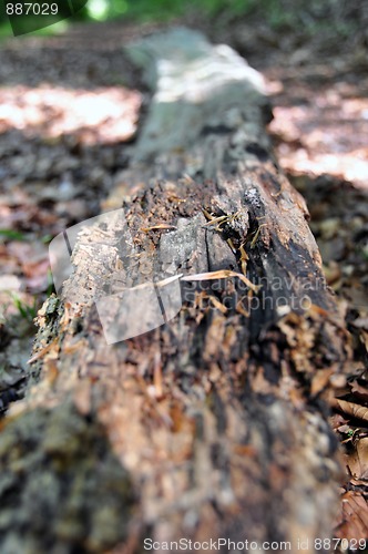 Image of Rotten tree trunk 1
