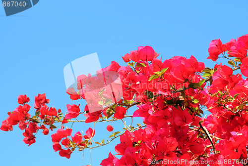 Image of Bougainvillaea Against Blue Sky Background