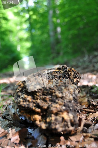 Image of Rotten tree trunk 2